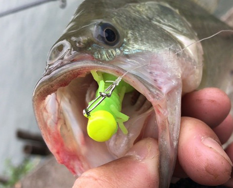 PVC blando 3' 3g 4' 4g olor a camarón verde marrón negro amarillo rosa señuelo de pesca para lubina cebo de pesca proveedor