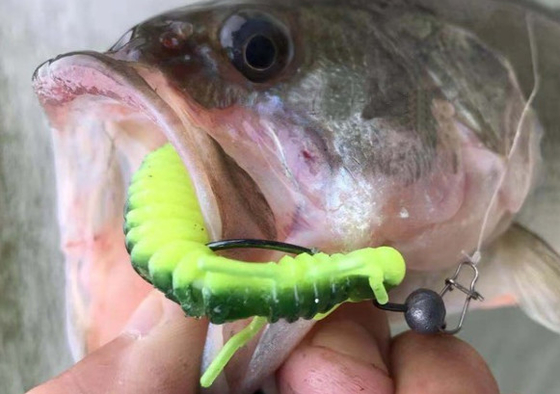 PVC blando 3' 3g 4' 4g olor a camarón verde marrón negro amarillo rosa señuelo de pesca para lubina cebo de pesca proveedor